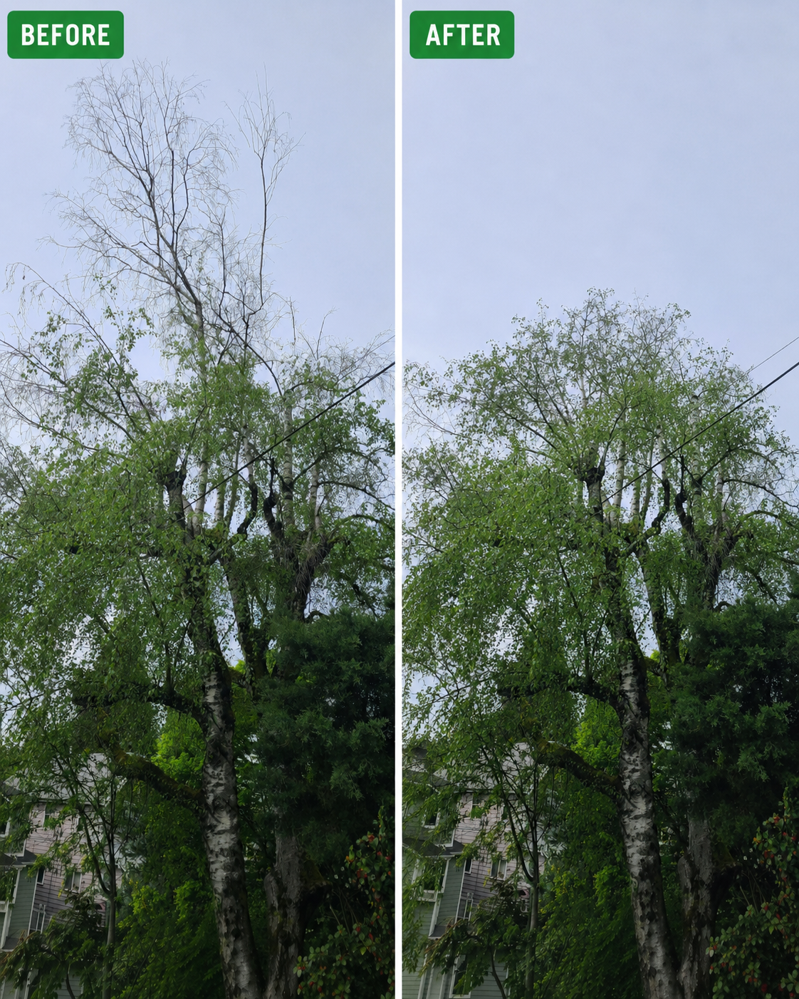 Poda Birch
