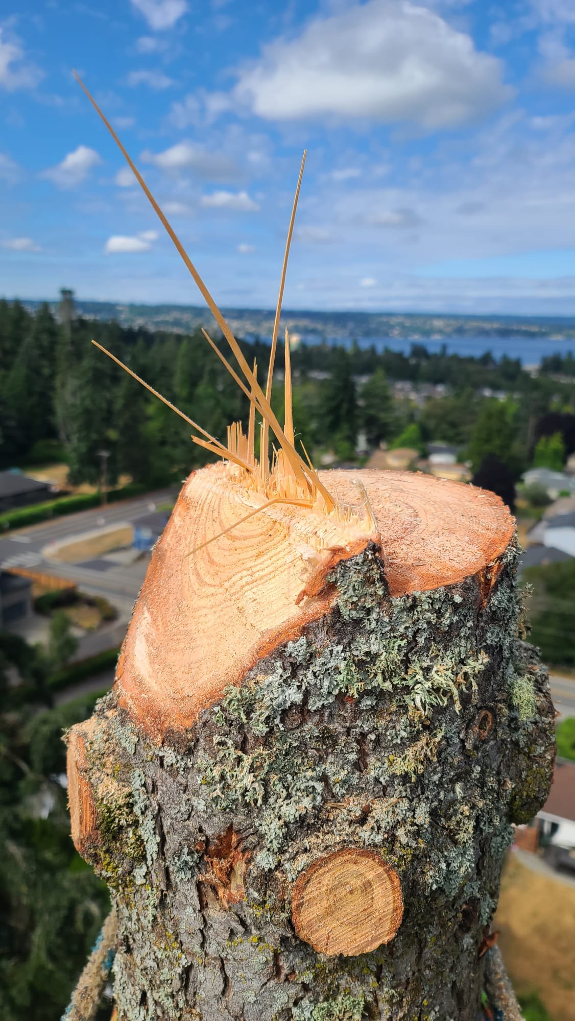 Trunk cut